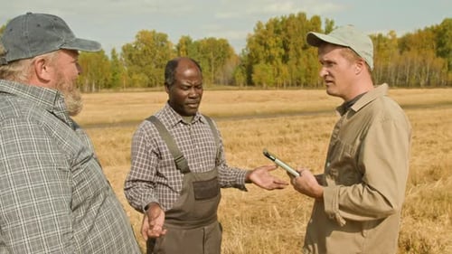 Group Of Farmers in Wheat Field Discussing Crop Quality