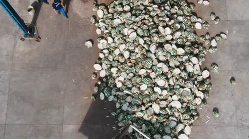 Aerial View of Piles of Cut Agave Plants