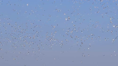 Large Flock of Birds Filling the Blue Sky