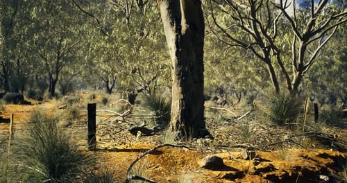 Desert Landscape with Sparse Vegetation and a Tree Under Clear Blue Sky