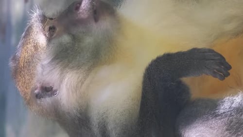 Monkey is a Genus of Hominid of the Primate Family Vertical Video