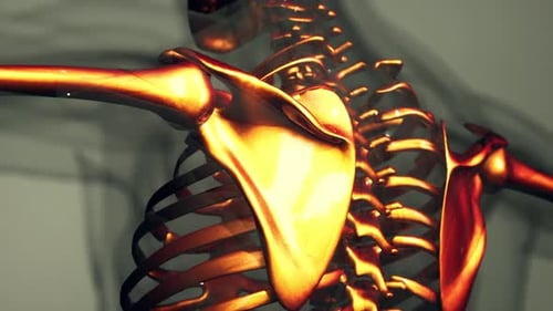 Futuristic 3D Human Skeleton Rotating Animation for Medical Presentations