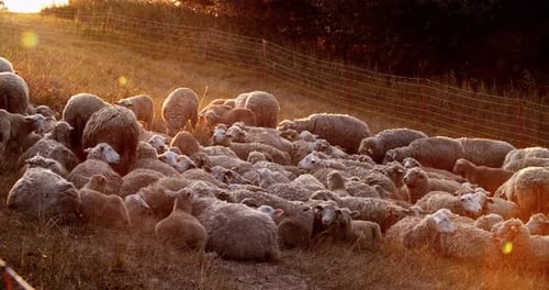 A Flock of Sheep in the Field in the Early Morning