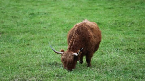 Frontal View Highland Cow Eating Green Grass, Steady Cam.