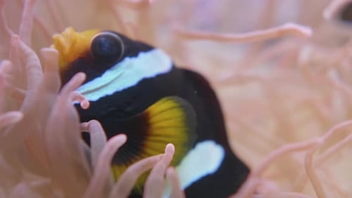 Amphiprion Clarkii or Clark's Anemonefish