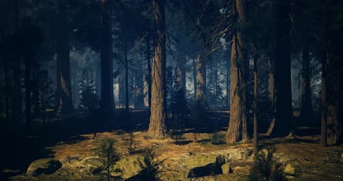 Sunlight Gently Filters Through Tall Trees in a Serene Forest Environment