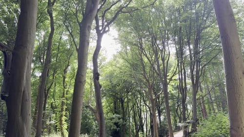 Beautiful trees and river in park at summer. Camera moving up