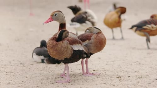 Zwei schwarzbauchige pfeifende Enten stehen nebeneinander auf sandigem Boden, eine schaut nach vorne, während die
