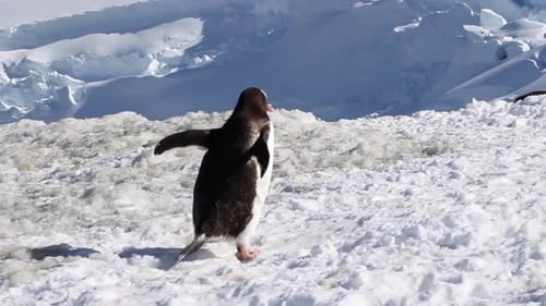 Lone Penguin Walking on Antarctic Snow