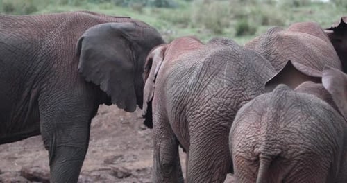 Herd Of African Bush Elephant In Aberdare National Park, Kenya. slow motion