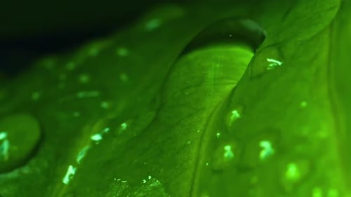 Vertical slow motion shot of water droplet slowly merge into a large drop on