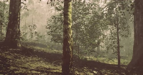 Dense Forest Landscape Captures Tranquil Nature in Early Morning Light