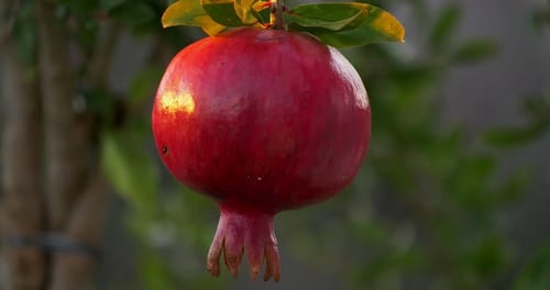 Orchard Pomegranate Tree with One Pomegranate