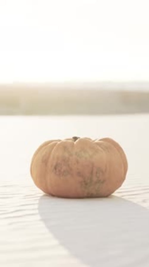 Halloween Pumpkin on the Beach Dunes