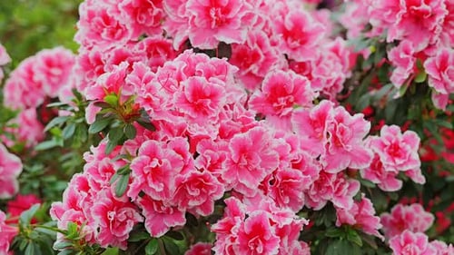 Slow Zoom on Pink Rhododendrons - Lush Summer Flowers on Cloudy Day, Latvia