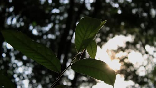 Baumblätter in der Natur