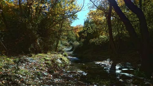Stream in the forest in autumn. Aerial view of mountain river crossing the forest. Andalusia. Spain.