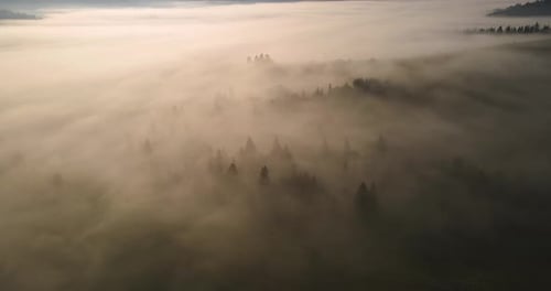 Aerial View of Foggy Forest at Sunrise Concept of Beauty of the Forest