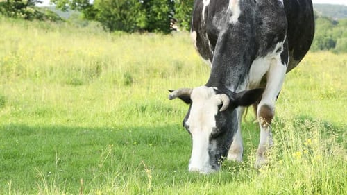 Beautiful cow grazing on green meadow. Farm animal