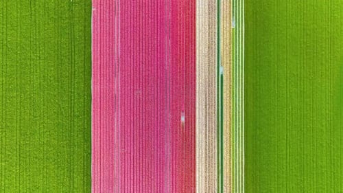 Aerial view of symmetrical tulip field rows in the Netherlands countryside.