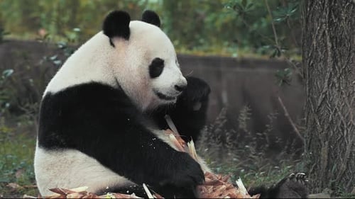 Süßer Panda, der Bambusstiele im Zoo isst. Fauler Panda, der liegt und seine kräftigen Zähne beißen auf zähen Bambushalmen
.
