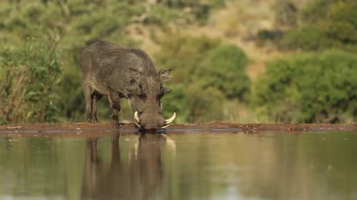 A male warthog drinking from a waterhole in front of a photographic hide.