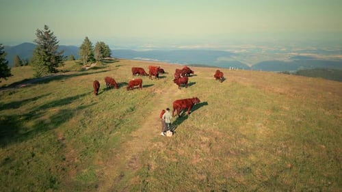 cows in the mountains