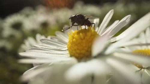 Une mouche frotte ses pattes sur la petite fleur printanière