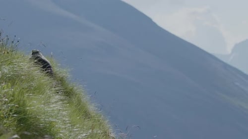 Murmeltier sitzt im Gras auf dem Berg. Berge im Hintergrund. (4K-Auflösung)