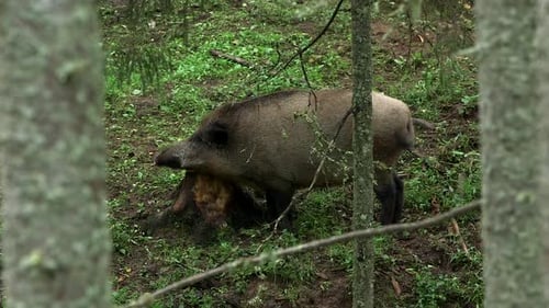 Wild Boar Scratches Its Nose and Neck in the Forest Against a Stump