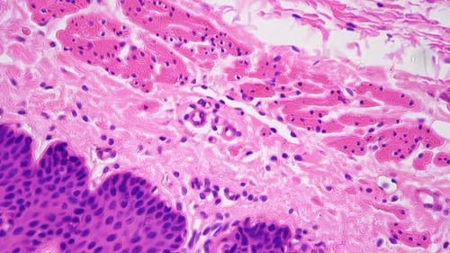 Microscopic View of Cells and Tissue Structures