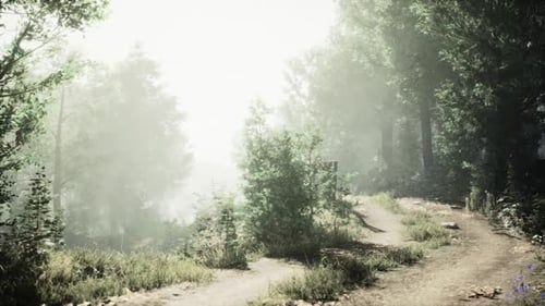 Pathway Through Misty Forest with Sunlight Filtering at Dawn