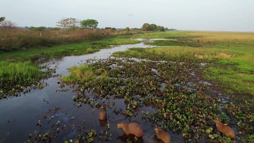 Tranquil Wetland Scenery Aerial View of Swampy Grass and Water Plants