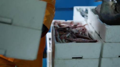 Fish monger moves and stacks crates full of fish preparing for transport