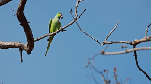 Ring neck parakeet sitting on the tree branch, India.