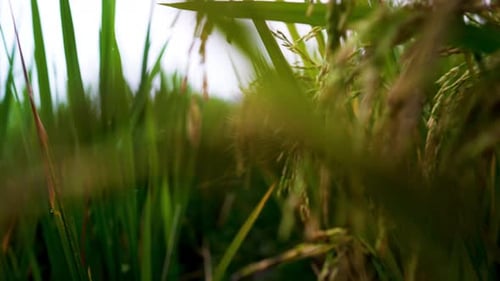 Zeigt ein Reisfeld mit grünen Bäumen, Landschaftsansicht einer ländlichen Gegend