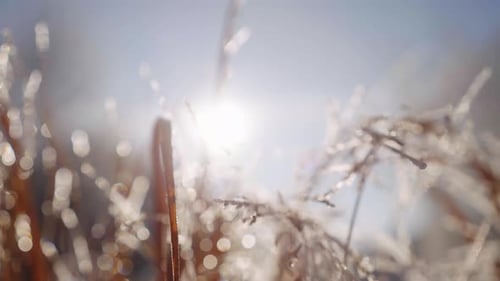 Frosty Brown Grass Against the Bright Winter Sun