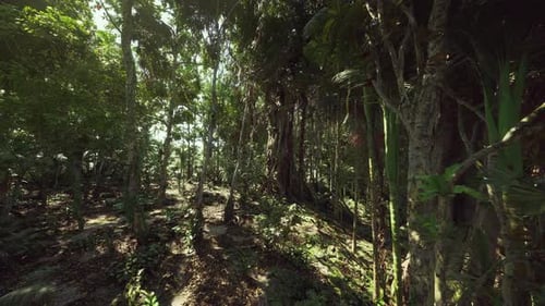 Ancient Lush Woodland Untouched Forest with Rich Biodiversity