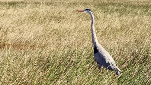 Gran garza azul en los humedales de los Everglades rodeada de pastos altos, Florida