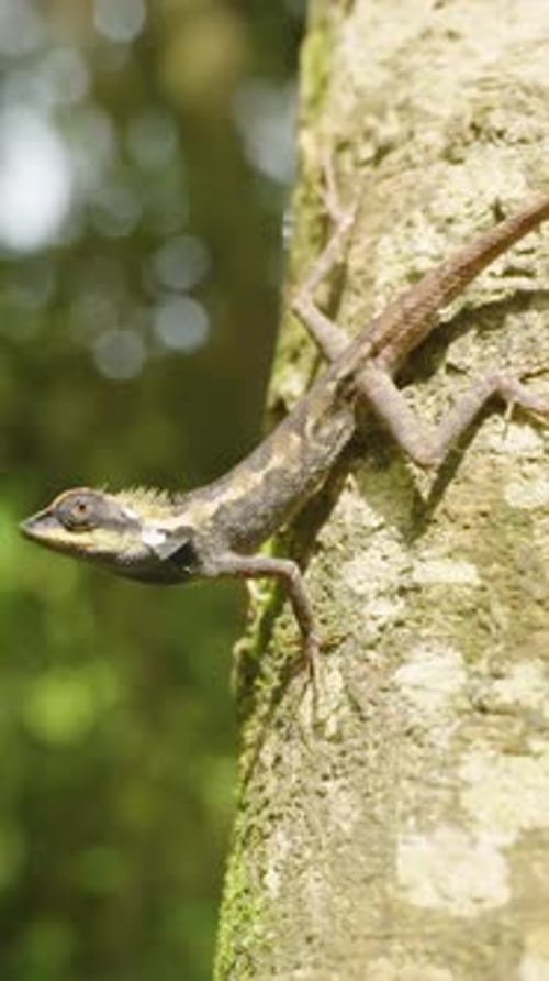 Vidéo verticale. Lézard posé sur un tronc d'arbre brillant entouré par la lumière et les ombres de la forêt, côté