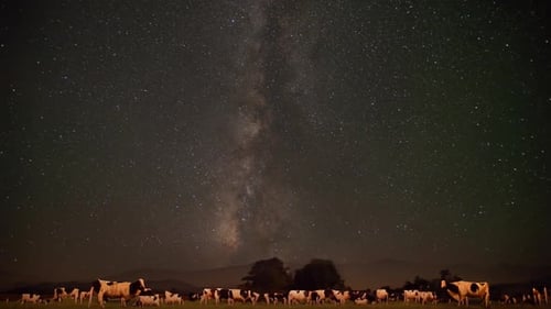 Cows Grazing Under the Starry Night Sky