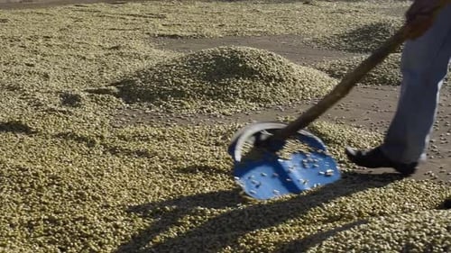 Washed Raw Antigua Coffee beans