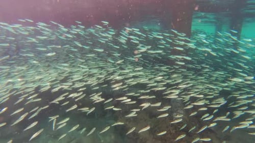 Sardines Swimming Near Pier Pilings