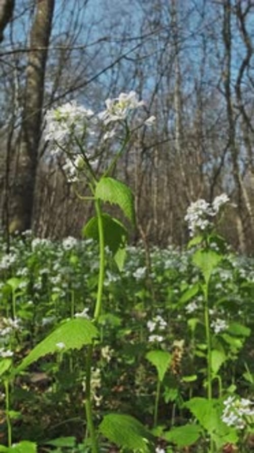 Frühlingslandschaft mit Blumen im Wald