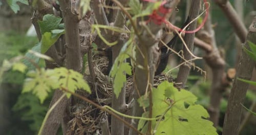 Black Bird Feeding Its Young in Nest