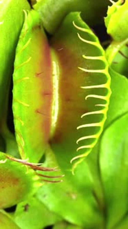 Closing Venus flytrap plant, vertical orientation