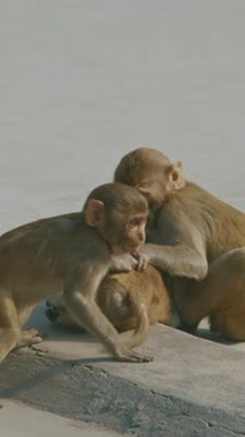 Agra, Uttar Pradesh, Inde, Slow