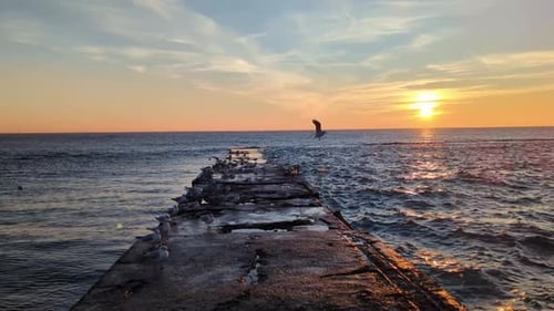 Seagulls on Pier at Golden Sea Sunrise