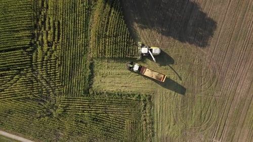 Aerial View of Combine Harvesting Corn Crop