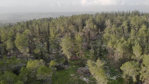 Pine forest landscape with green vegetation and fallen trees from above